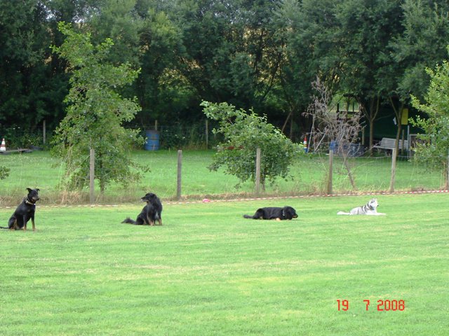 20080720_2081208919_hundeplatz009klein