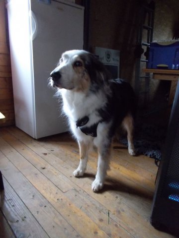 20131021_1291356527_k-hundeplatz_052