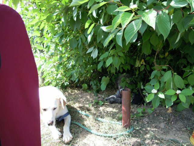 20120901_1135275056_dscn0312