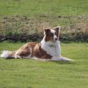 Begleithundeprüfung 08.04.2017