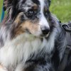 Begleithundeprüfung 08.04.2017