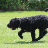 170610_Sommerfest