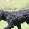 170610_Sommerfest