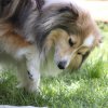 170610_Sommerfest